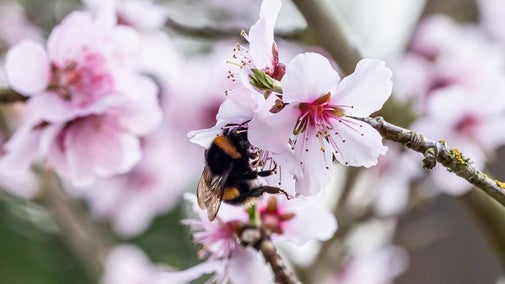 Photograph of a bee on almond blossom at Stowe
